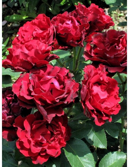 Hommage a Barbara Róże wielkokwiatowe