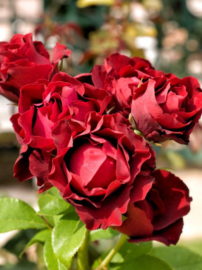 Róże wielkokwiatowe Hommage a Barbara