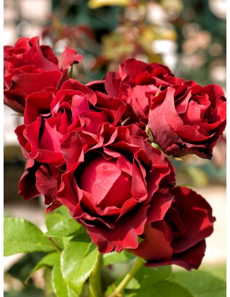 Róże wielkokwiatowe Hommage a Barbara