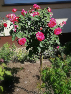 Double Delight pienne róże