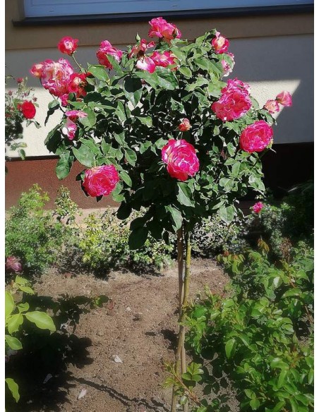 Double Delight pienne róże