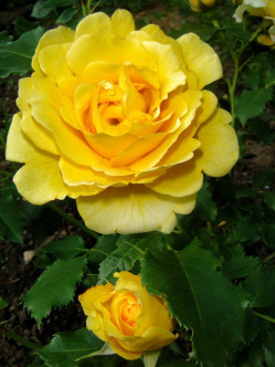 róża parkowa Chinatown