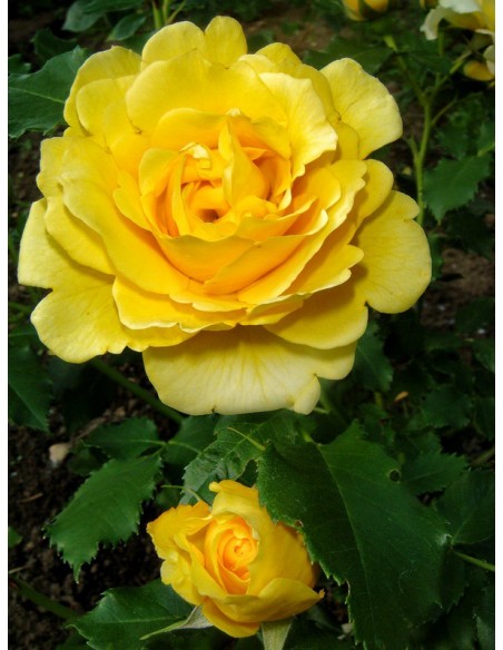 róża parkowa Chinatown