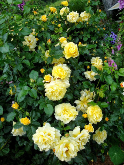 róża krzaczasta Chinatown