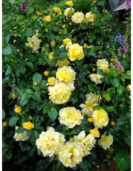 róża krzaczasta Chinatown