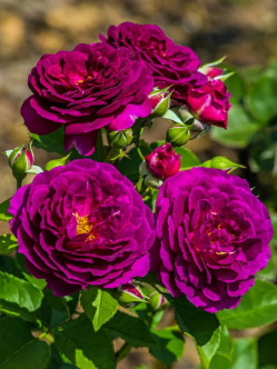 Ebb Tide róże rabatowe