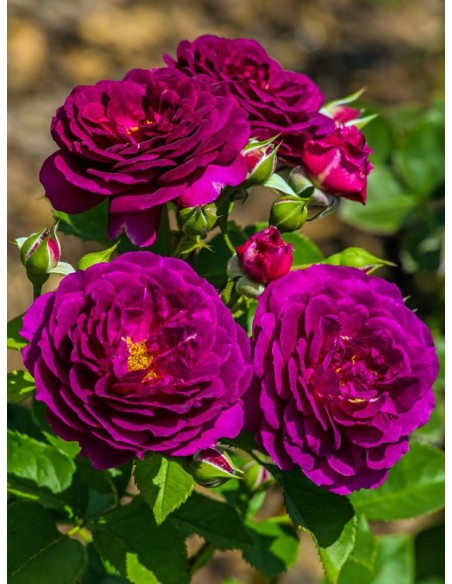 Ebb Tide róże rabatowe