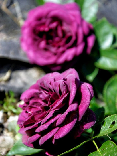 Ebb Tide bordowe róże rabatowe