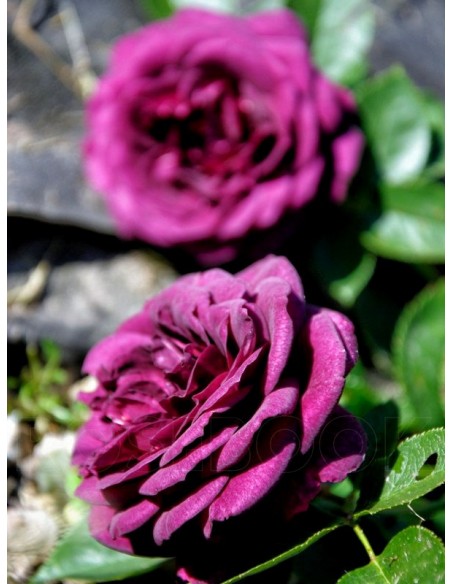 Ebb Tide bordowe róże rabatowe