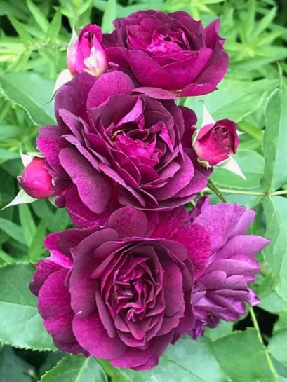 Ebb Tide rabatowe róże