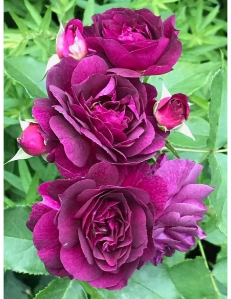 Ebb Tide rabatowe róże