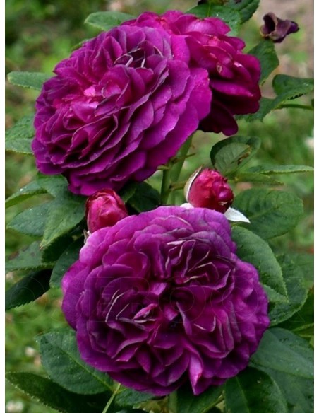 róże rabatowe Ebb Tide