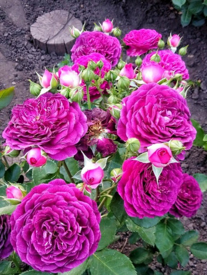 rabatowe róże Ebb Tide