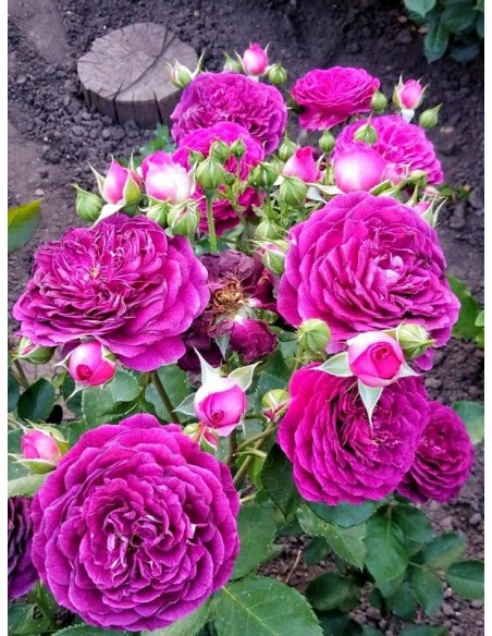 rabatowe róże Ebb Tide