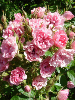 Pink Grootendorst róże krzaczaste 2