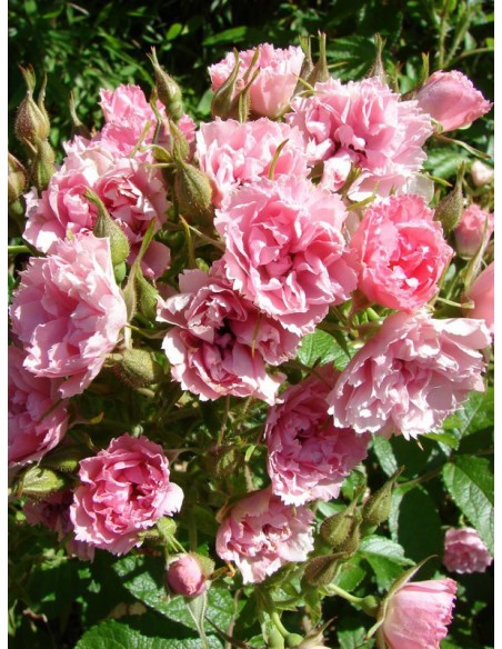 różowe róże krzaczaste Pink Grootendorst
