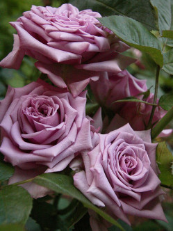 niebieskie róże wielkokwiatowe Mainzer Fastnacht 2