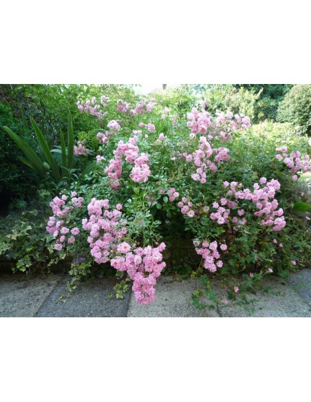 The Fairy okrywowa róża