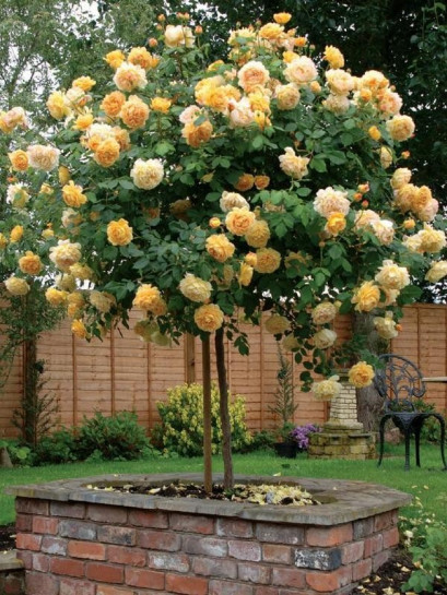 Lemon Parody żólte róże pienne