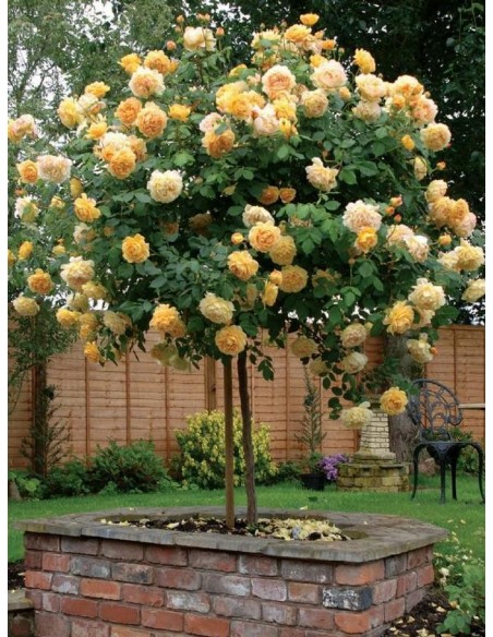 Lemon Parody żólte róże pienne