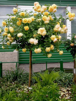 Lemon Parody  róże pienne