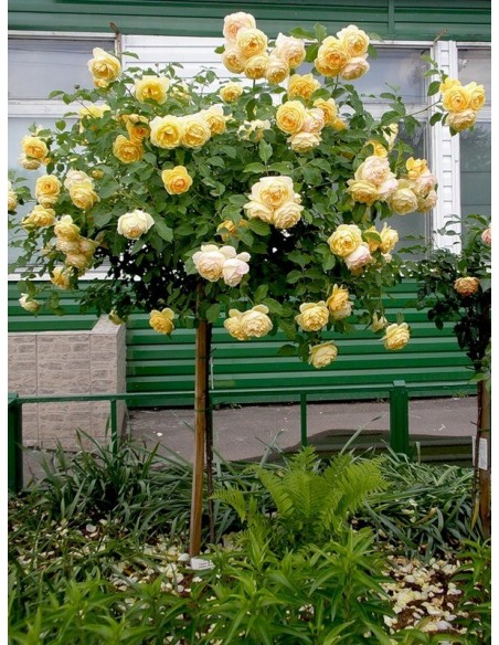 Lemon Parody  róże pienne