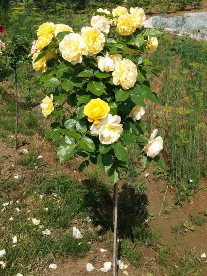 róże pienne Lemon Parody