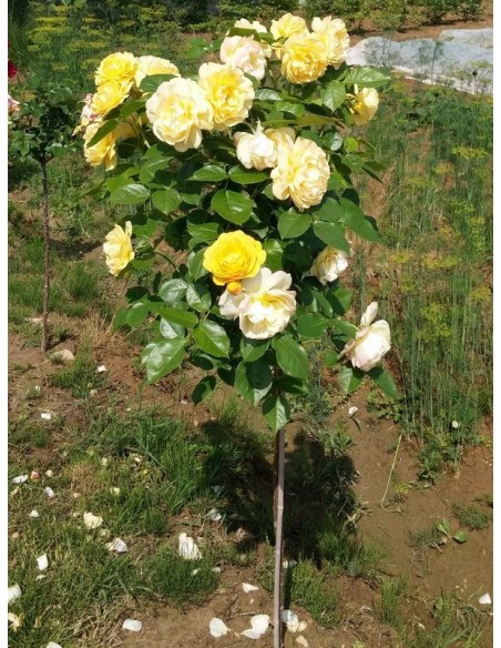 róże pienne Lemon Parody