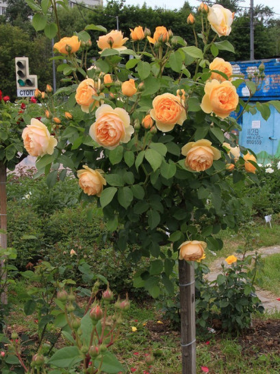 pienne róże Lemon Parody