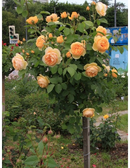 pienne róże Lemon Parody