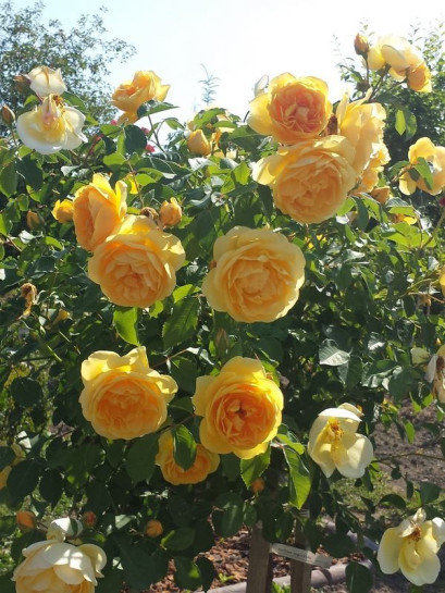 pachnące róże pienne Lemon Parody