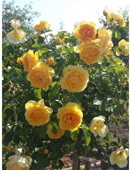 pachnące róże pienne Lemon Parody