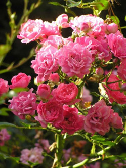 róże okrywowe the fairy 2