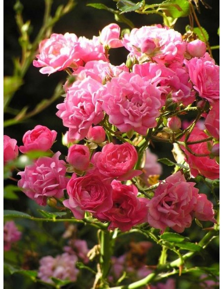 okrywowe roze The Fairy