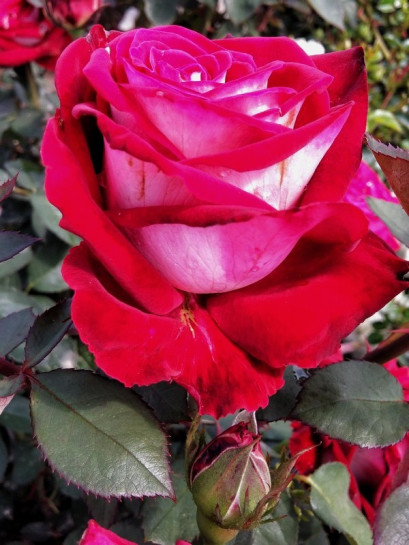 osiria róże wielkokwiatowe