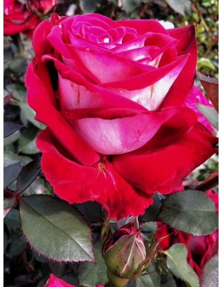 osiria róże wielkokwiatowe