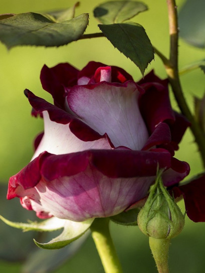 róże wielkokwiatowe osiria