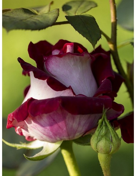 róże wielkokwiatowe osiria