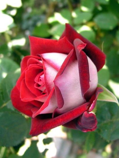 wielkokwiatowe róże osiria