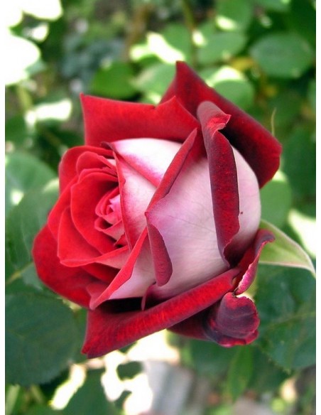 wielkokwiatowe róże osiria