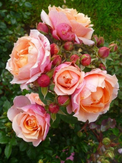 Paul Bocuse krzaczaste róże