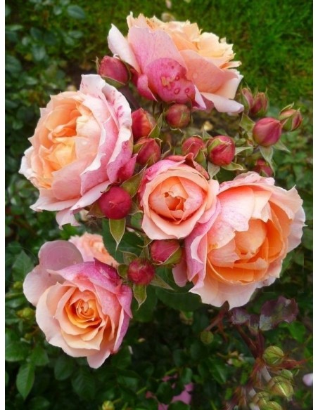 Paul Bocuse krzaczaste róże