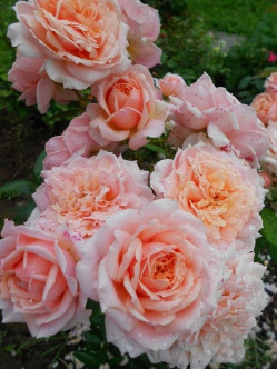 Paul Bocuse krzaczaste róże 2