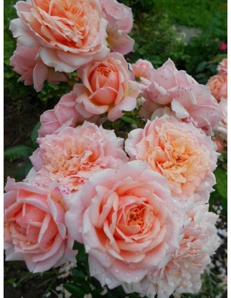 Paul Bocuse róże krzaczaste