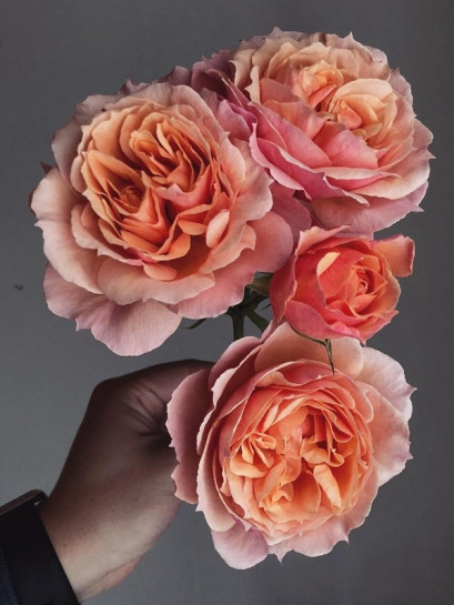 krzaczaste róże Paul Bocuse