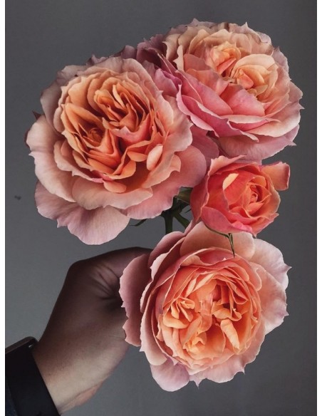 krzaczaste róże Paul Bocuse