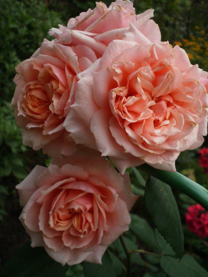 róże krzaczaste Paul Bocuse