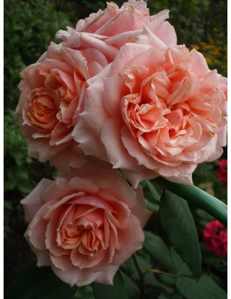 róże krzaczaste Paul Bocuse