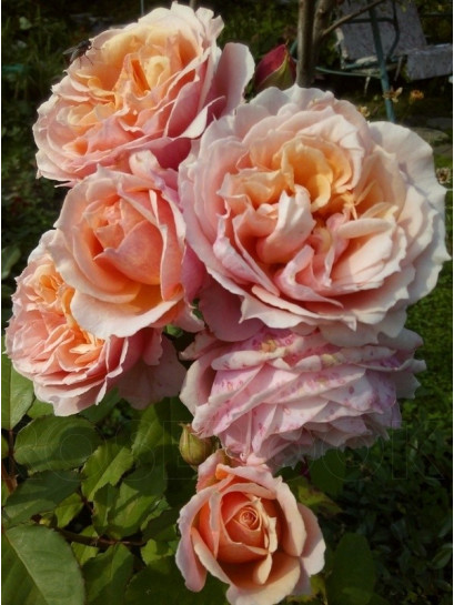 pachnace róże krzaczaste Paul Bocuse