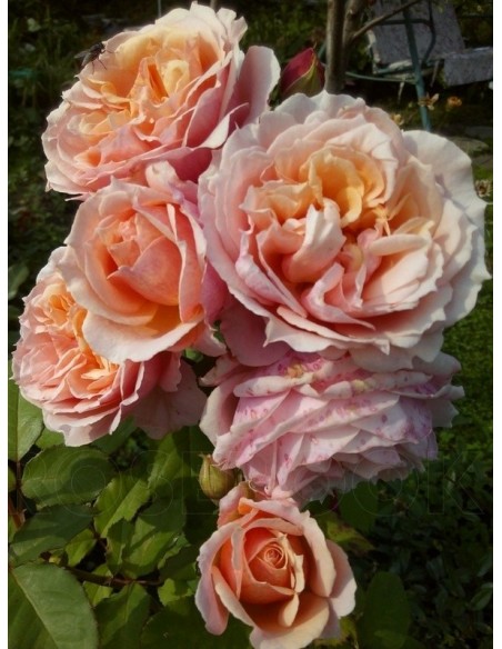 pachnace róże krzaczaste Paul Bocuse